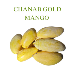 Chanab Gold