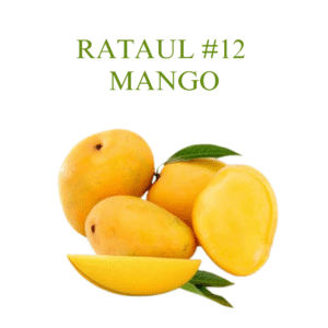 Rataul #12