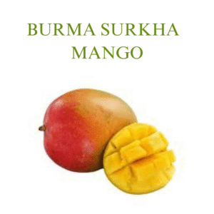 Burma Surkha Mango